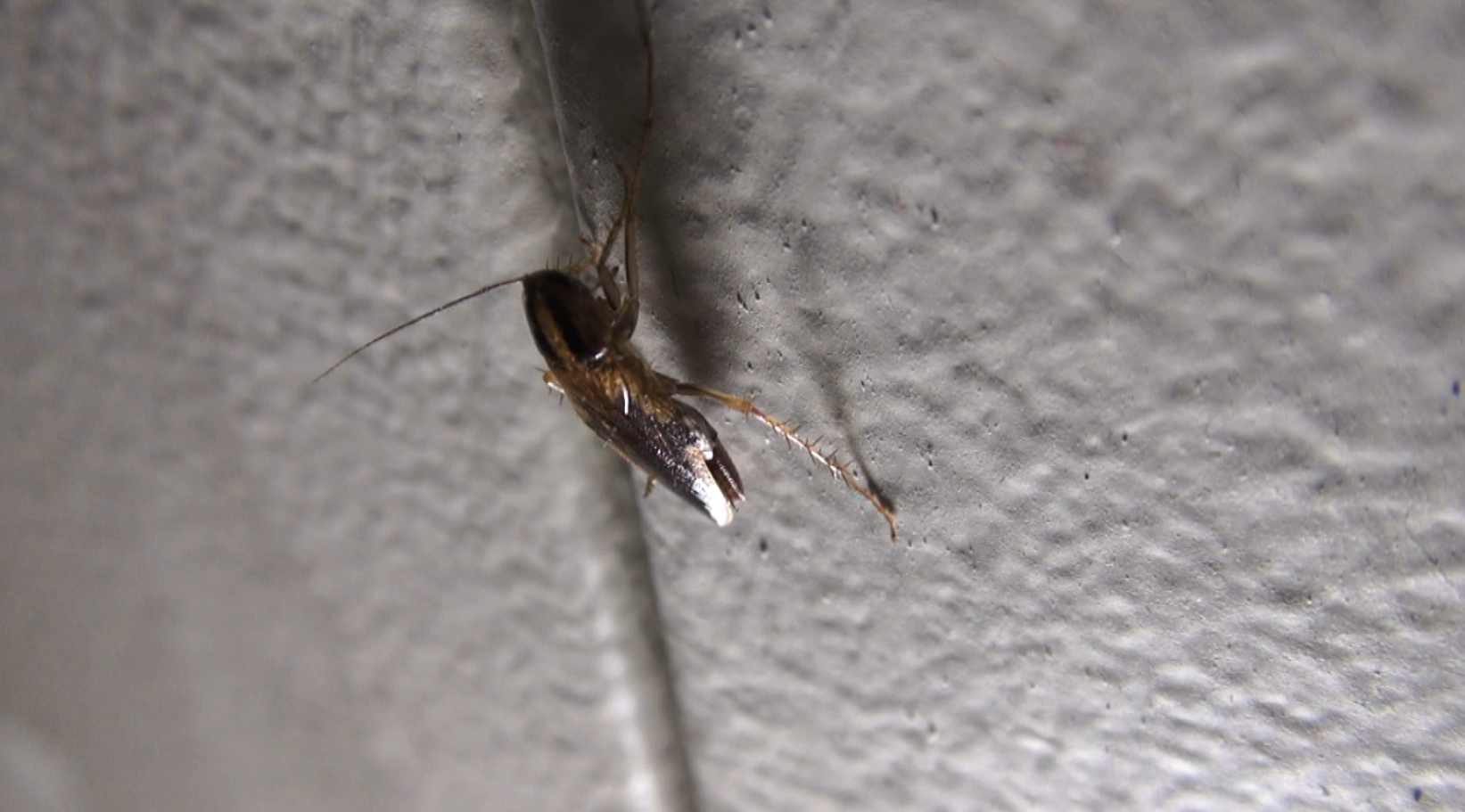 Minneapolis housing complex infested with cockroaches